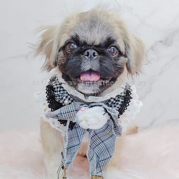 Pekingese 北京犬