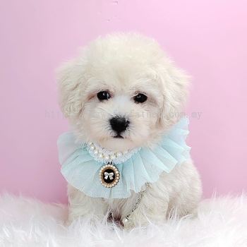 Poodle 泰迪贵宾