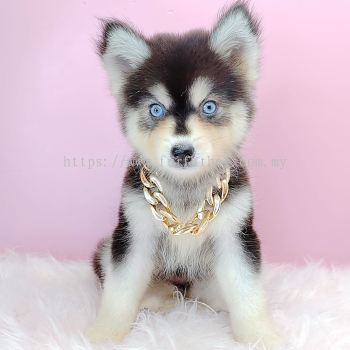 Pomsky 博士奇