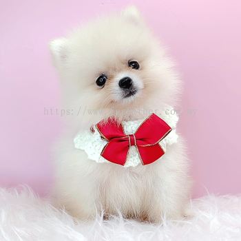 Pomeranian 博美