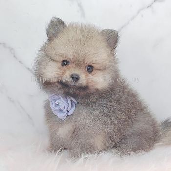 Pomeranian 博美