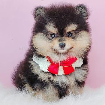 Pomeranian 博美