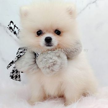 Pomeranian 博美