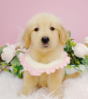 Golden Retriever ƽȮ