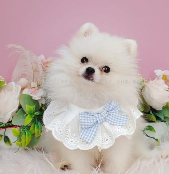 Pomeranian 博美