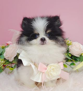 Pomeranian 博美