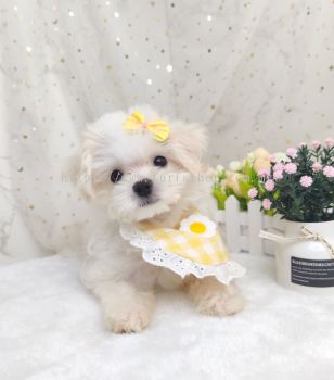 Maltipoo 马尔泰迪