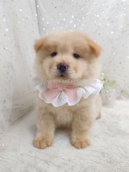 Chow Chow ʨȮ