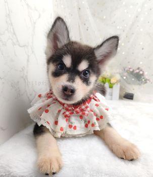 Pomsky 博士奇