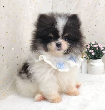 Pomeranian 博美