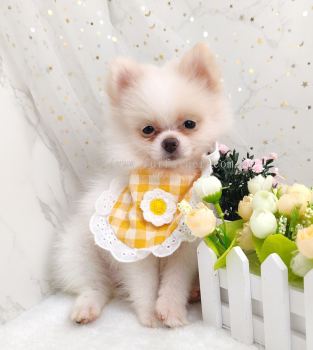 Pomeranian 博美