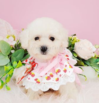 Poodle 泰迪贵宾