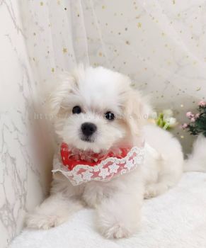 Maltipoo ̩