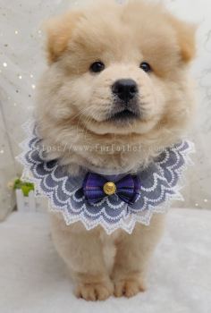 Chow Chow 松狮犬