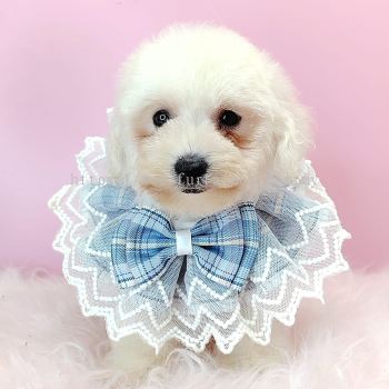 Poodle 泰迪贵宾