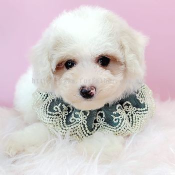 Poodle 泰迪贵宾