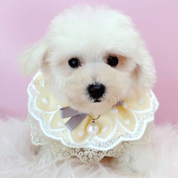 Maltipoo 马尔泰迪