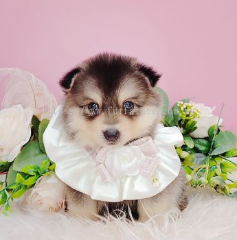  Pomsky ʿ