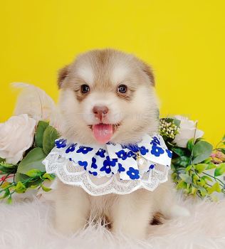 Pomsky 博士奇