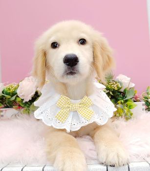 Golden Retriever ƽȮ