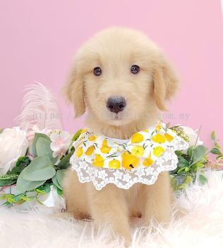 Golden Retriever 黄金猎犬