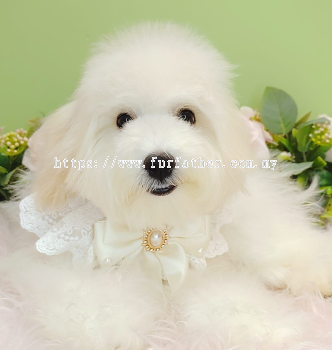 Maltipoo ̩