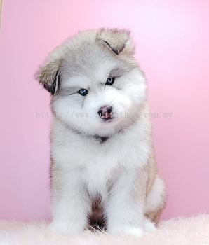  Wooly Malamute 阿拉斯加