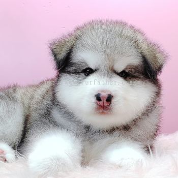  Wooly Malamute 阿拉斯加