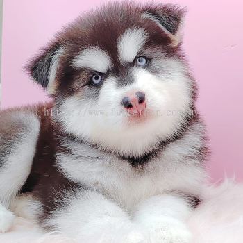  Wooly Malamute ëʿӰ˹