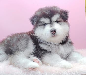  Wooly Malamute ëʿӰ˹