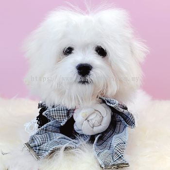 Maltipoo 马尔泰迪