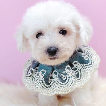 Maltipoo 马尔泰迪