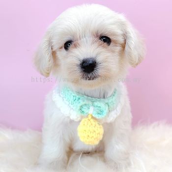 Maltipoo 马尔泰迪