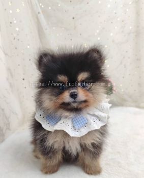 Pomeranian 博美