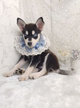 Pomsky 博士奇