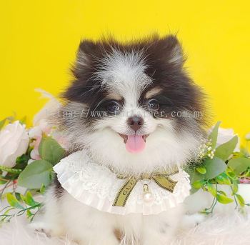 Pomeranian 博美