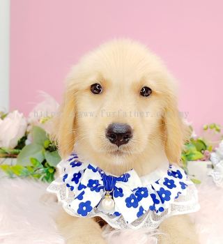 Golden Retriever 黄金猎犬