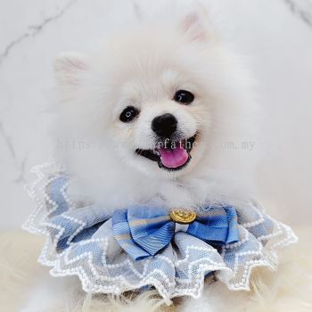 Pomeranian 博美