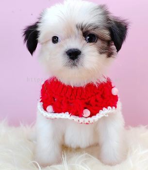 Shih Tzu 西施