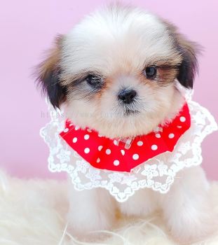 Shih Tzu 西施