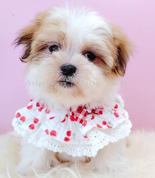  Shih Tzu 西施