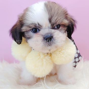 Shih Tzu 西施