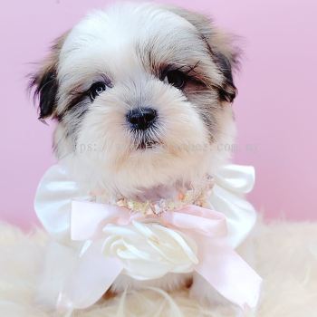 Shih Tzu 西施