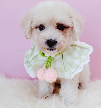 Maltipoo 马尔泰迪