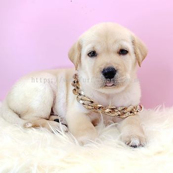  Labrador Retriever 