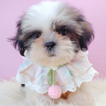 Shih Tzu 西施