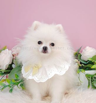 Pomeranian 博美