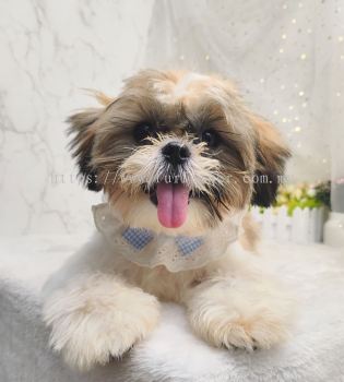 Shih Tzu ʩ