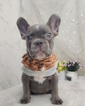 French Bulldog 