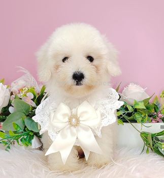 Poodle 泰迪贵宾